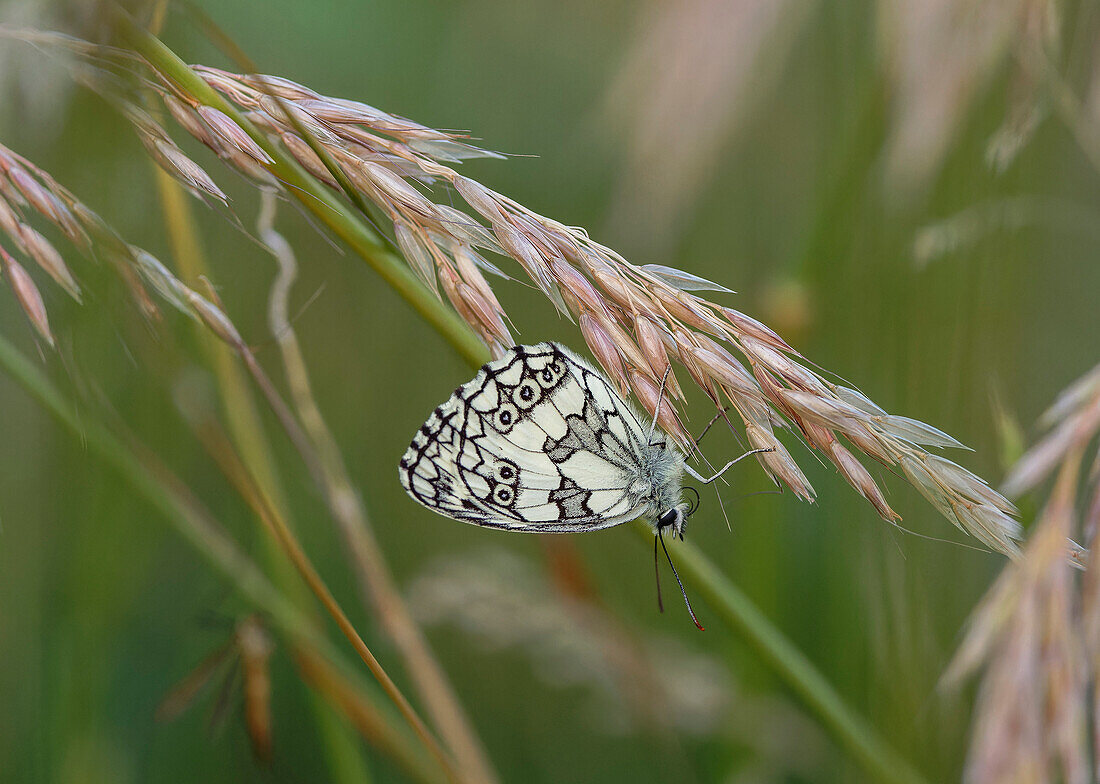Marbled white butterfly