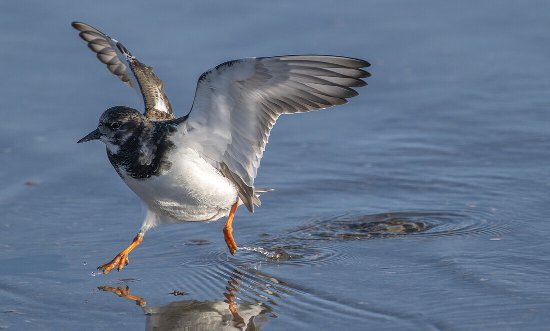 Turnstone taking off