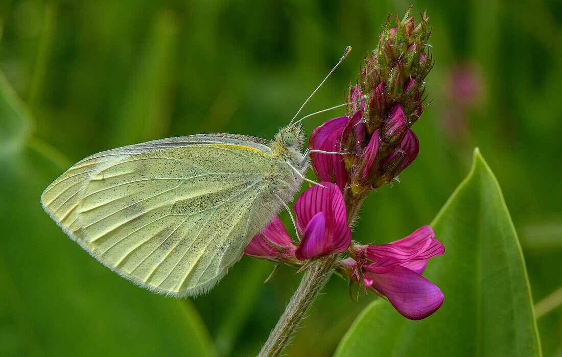 Butterfly on Sainfoin flowers (Onobrychis viciifolia)