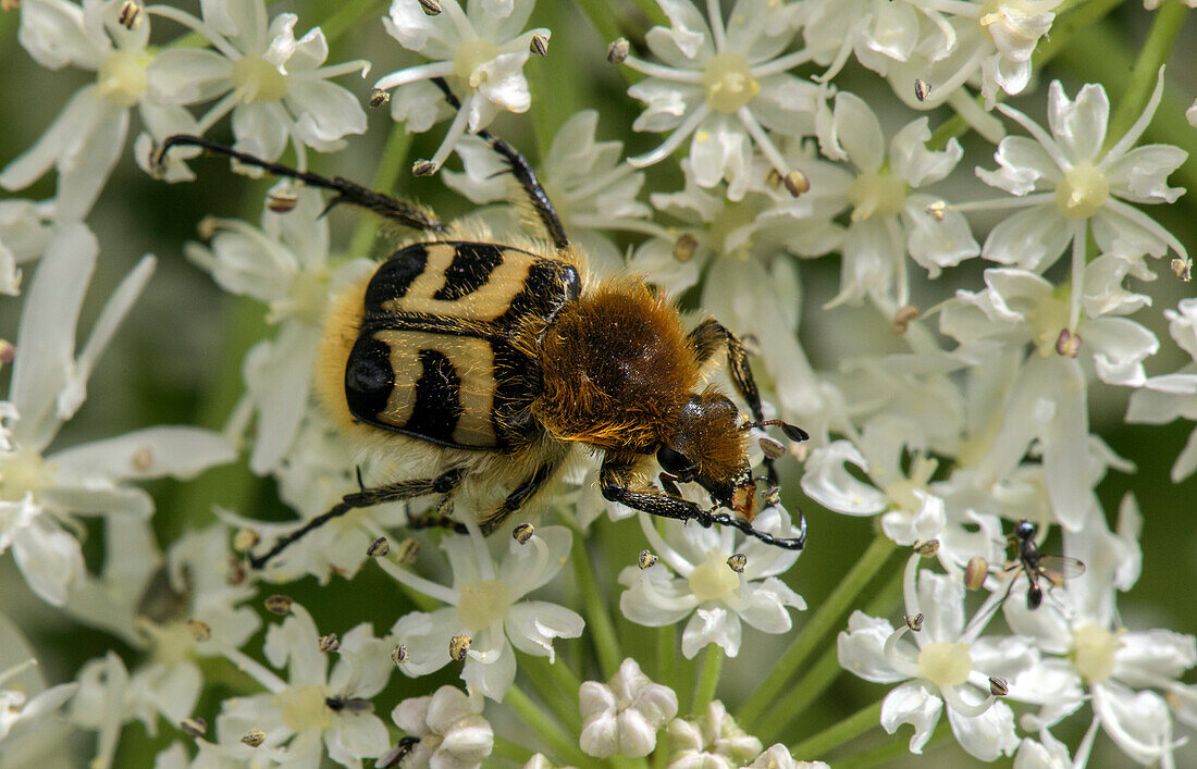Eurasian bee beetle feeding on hogweed (Heracleum sp.)