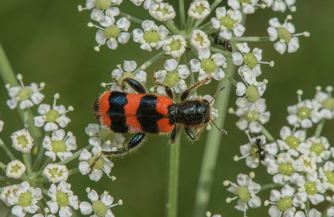Bee-eating beetle on umbellifer flowers