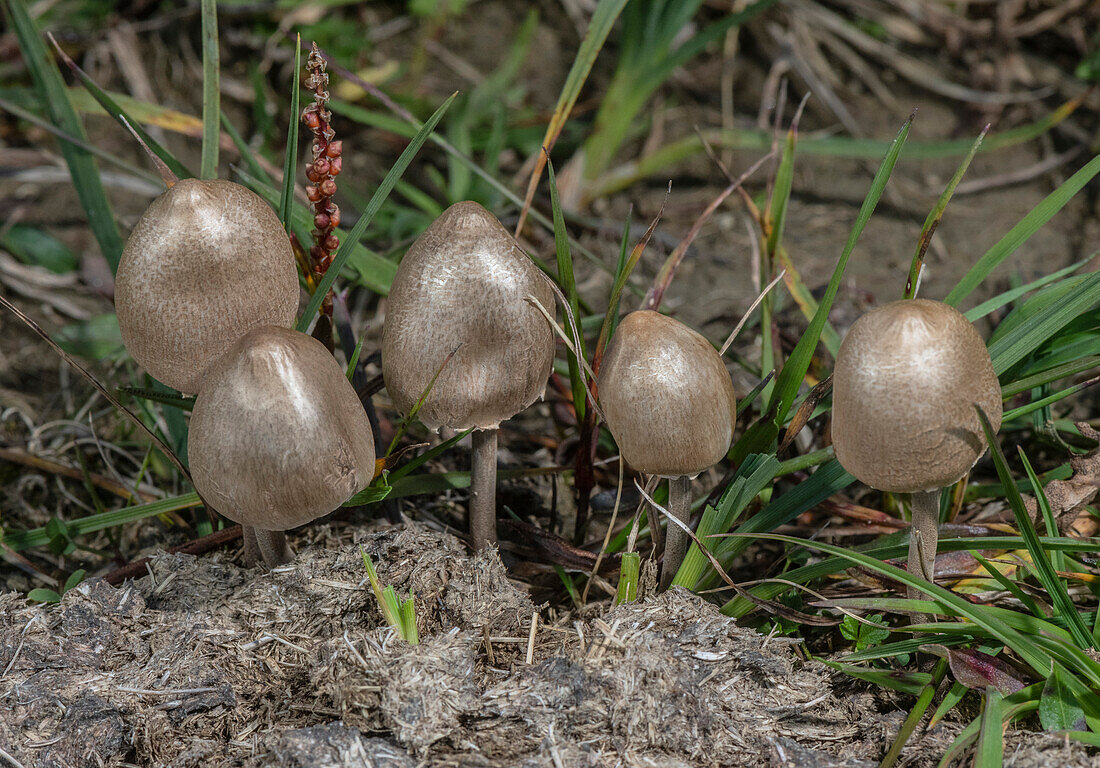 Egghead mottlegill mushrooms growing on dung