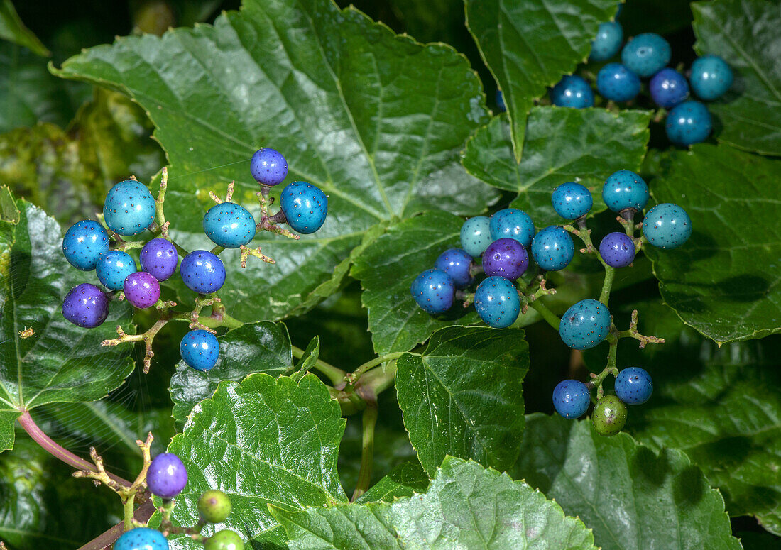 Porcelain berry (Ampelopsis glandulosa) with fruit