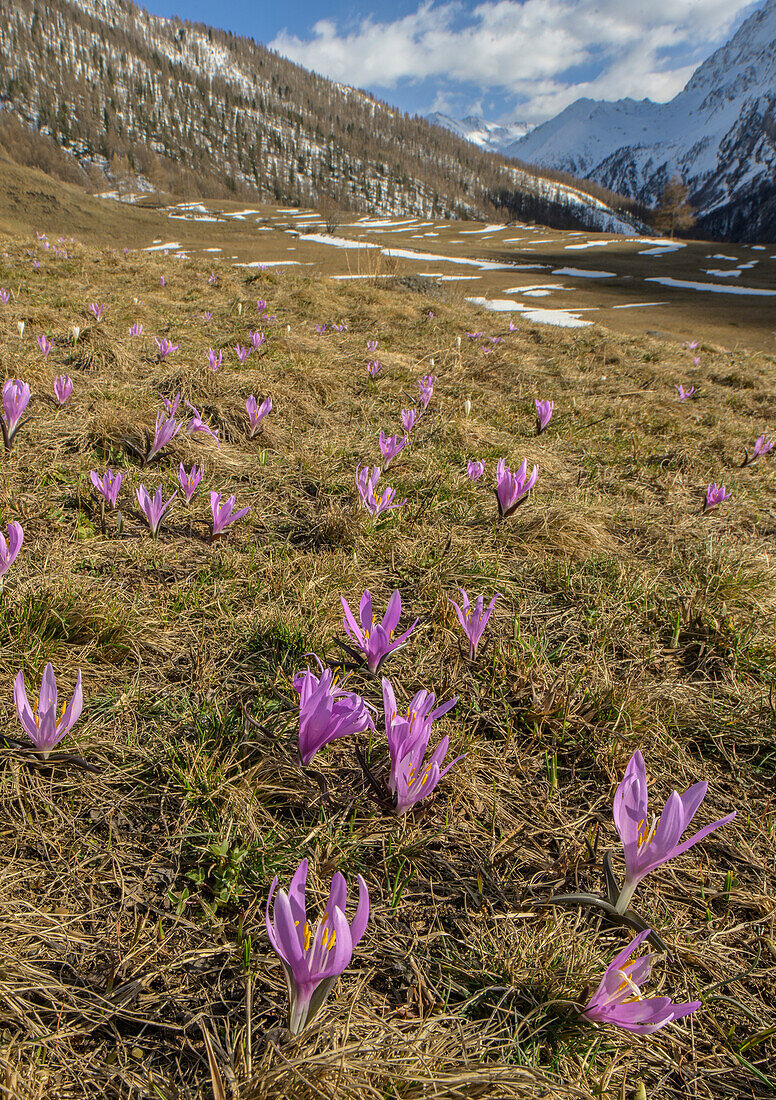 Spring meadow saffron (Colchicum bulbocodium)