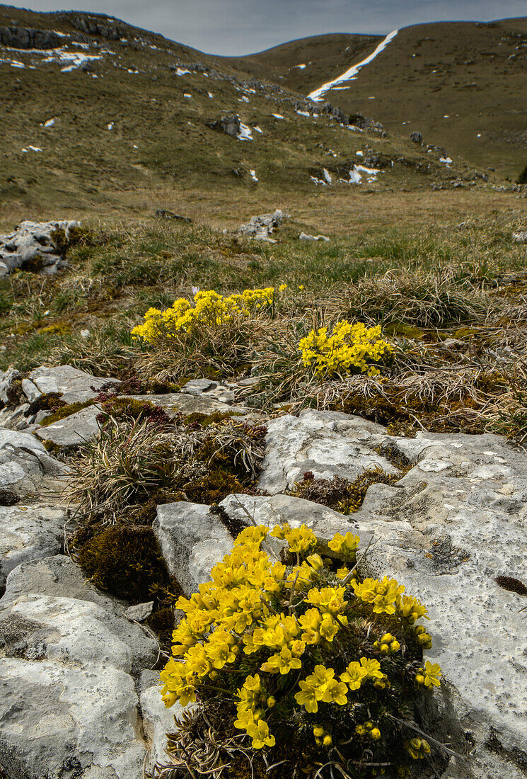 Yellow whitlow-grass (Draba aizoides) in flower