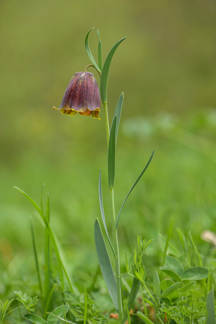 Pyrenean fritillary (Fritillaria pyrenaica) in flower