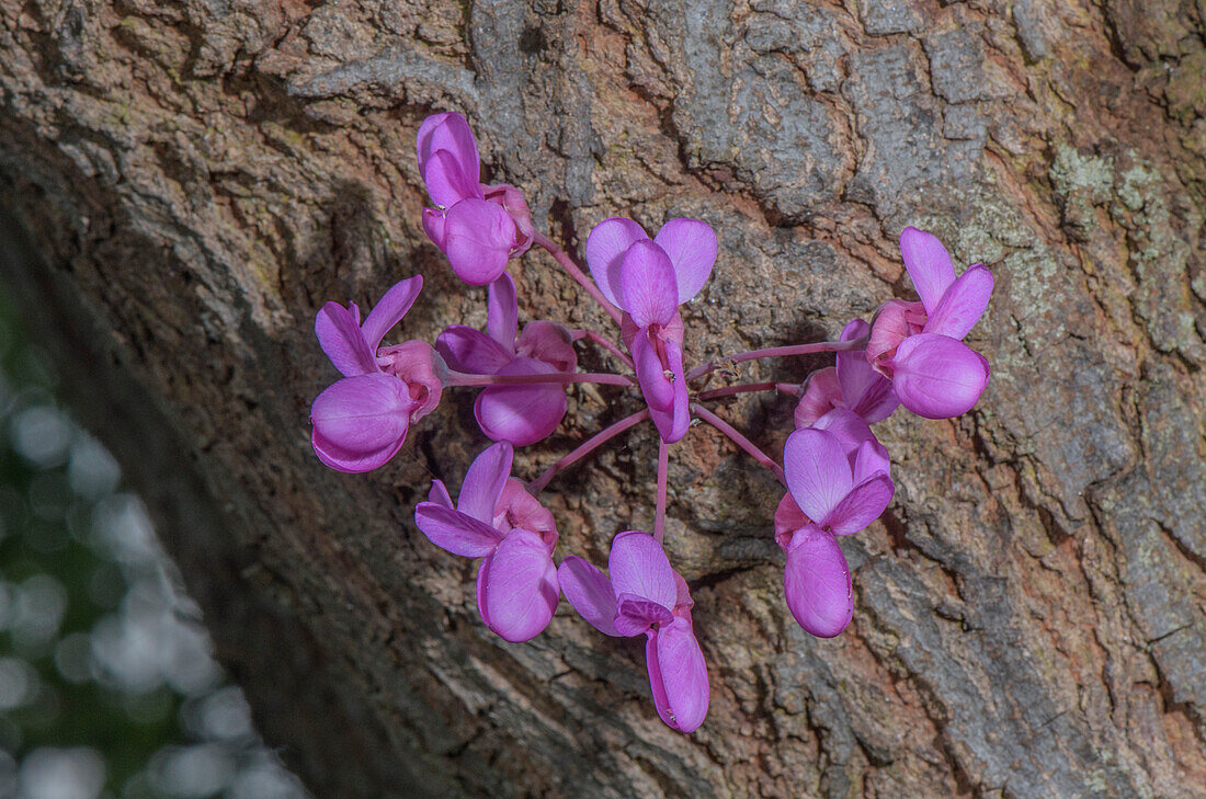 Judas tree (Cercis siliquastrum) flowers