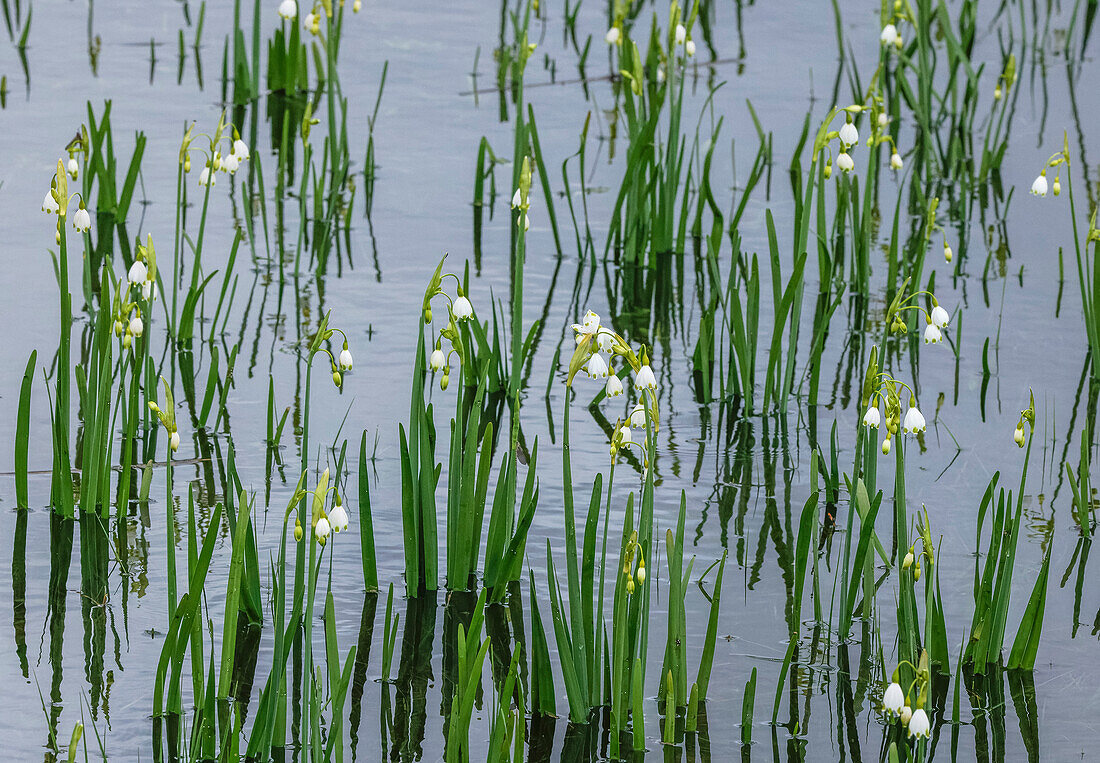 Summer snowflake (Leucojum aestivum ssp. pulchellum)