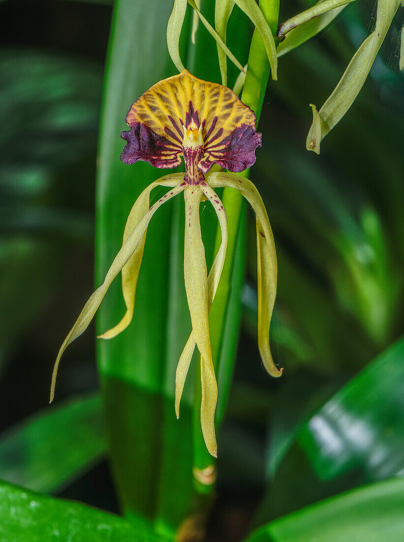 Clamshell orchid (Prosthechea cochleata) in flower