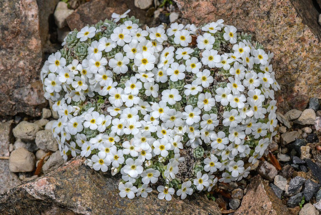 Vandelli's Rock-Jasmine (Androsace vandellii)