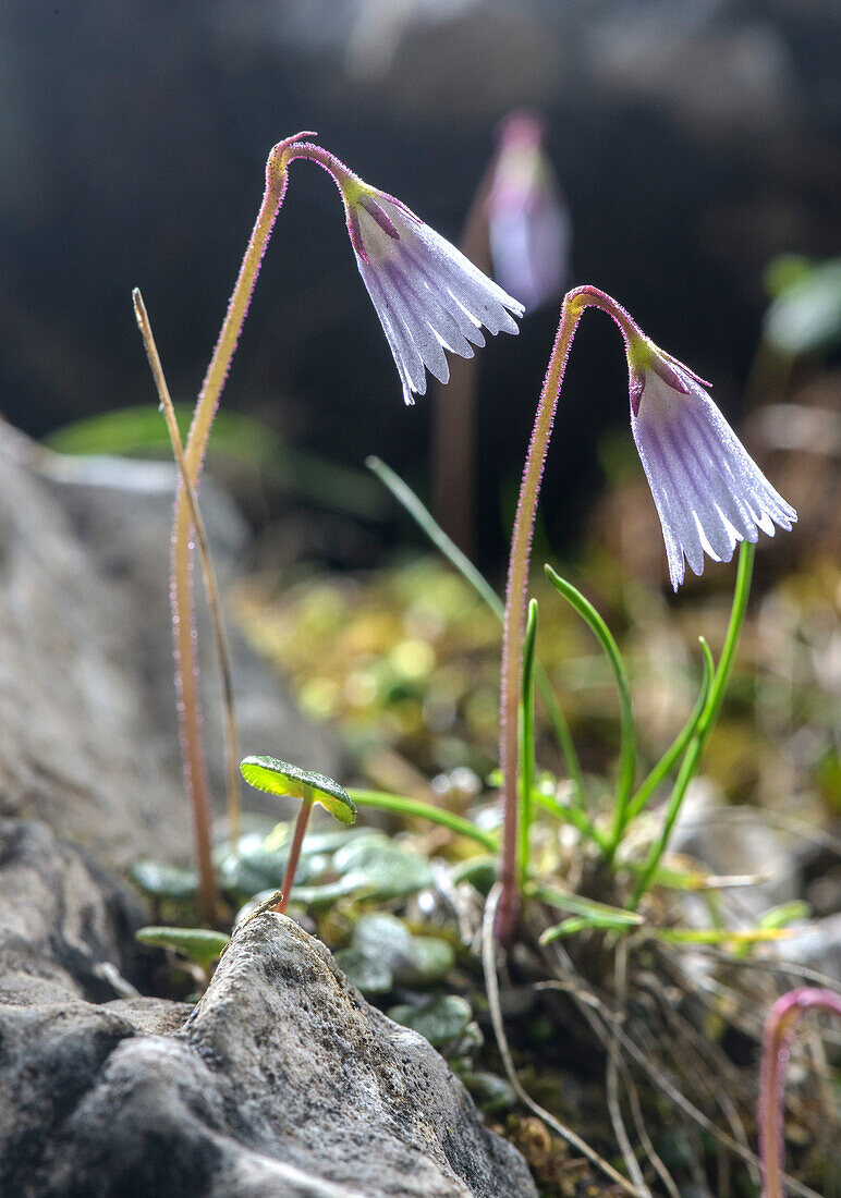 Least snowbell (Soldanella Minima) in flower