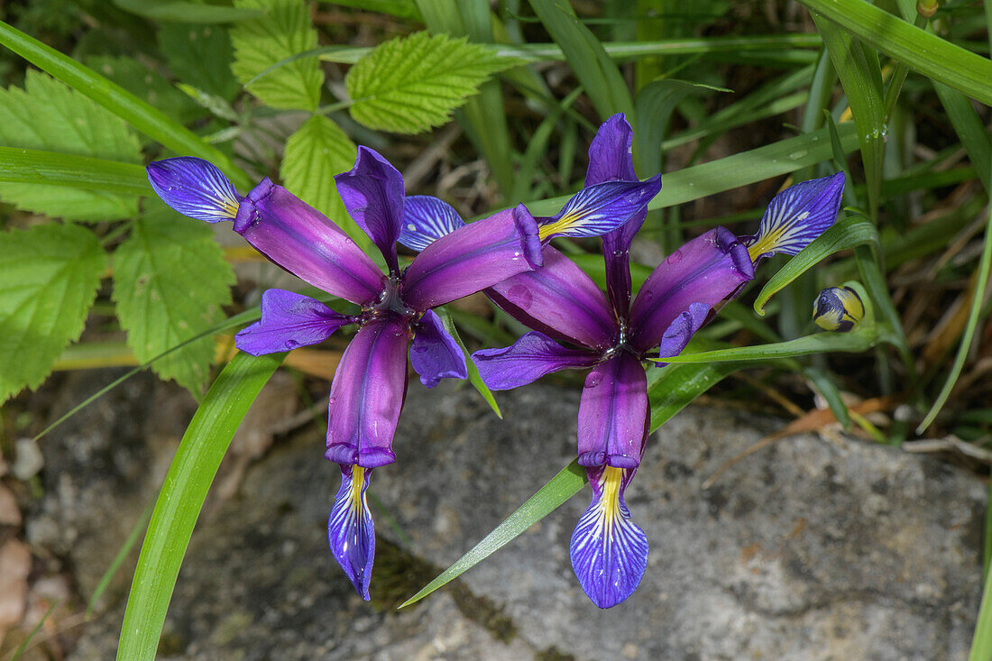 Grass-leaved Iris (Iris graminea) in flower