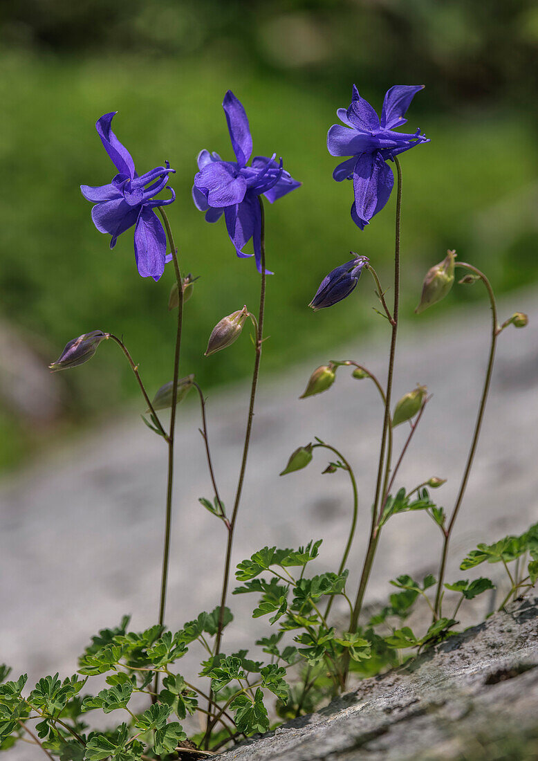 Pyrenean columbine (Aquilegia pyrenaica) in flower