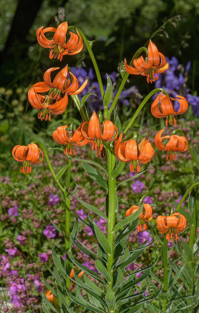 Carnic lily (Lilium carniolicum) in flower