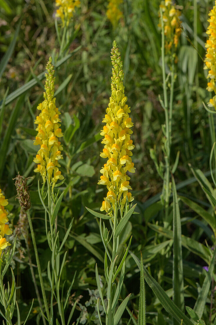 Narrow-leaved toadflax (Linaria angustissima) in flower