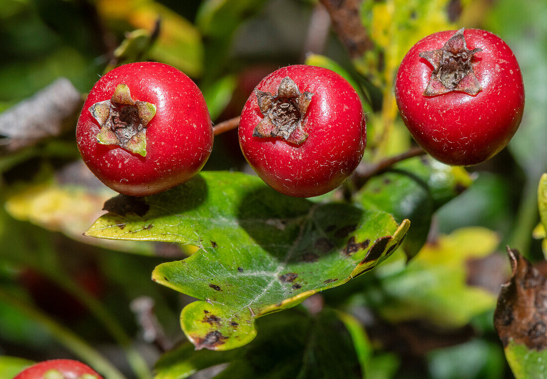 Common hawthorn (Crataegus monogyna) fruit