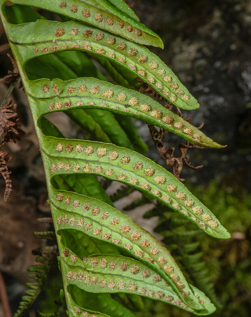 Intermediate polypody (Polypodium interjectum) with spores