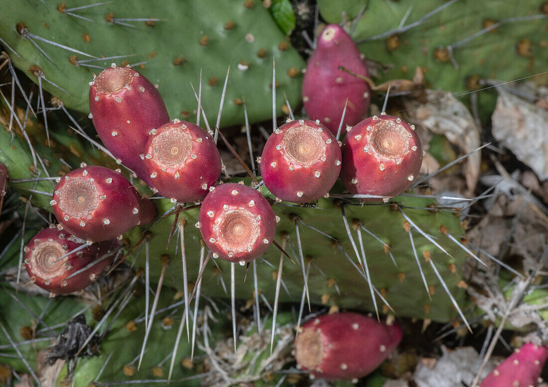 Eastern prickly pear (Opuntia humifusa) in fruit