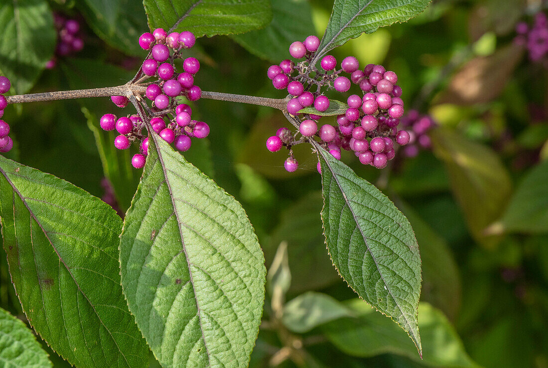 Beauty berry (Callicarpa giraldii var giraldii) with berries