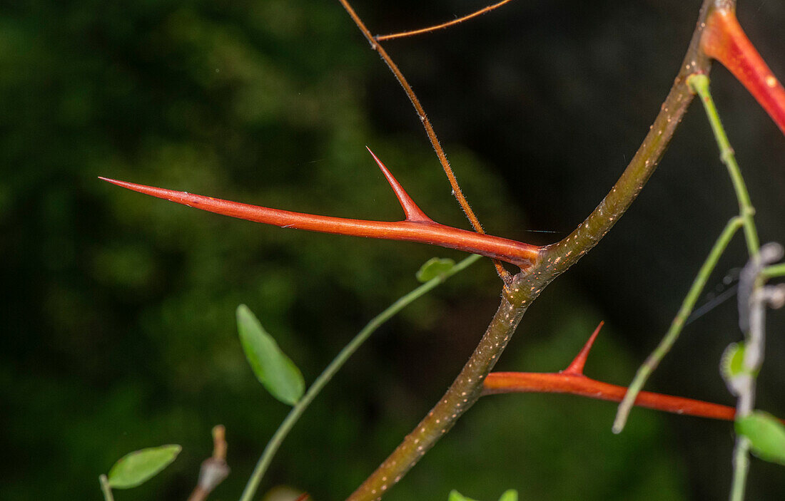 Honey locust (Gleditsia triacanthos) thorns