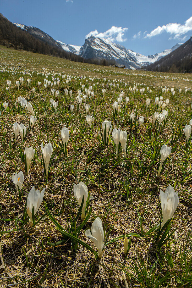 Spring crocus (Crocus vernus, Crocus albiflorus)