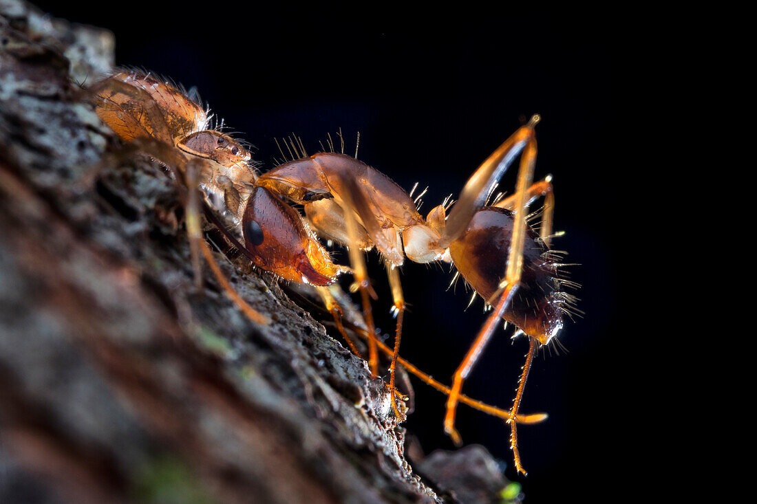 Crab spider with ant prey