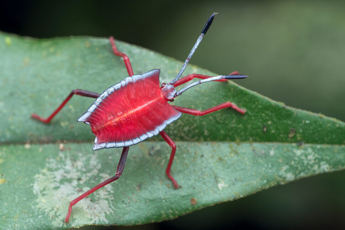 Shield bug nymph