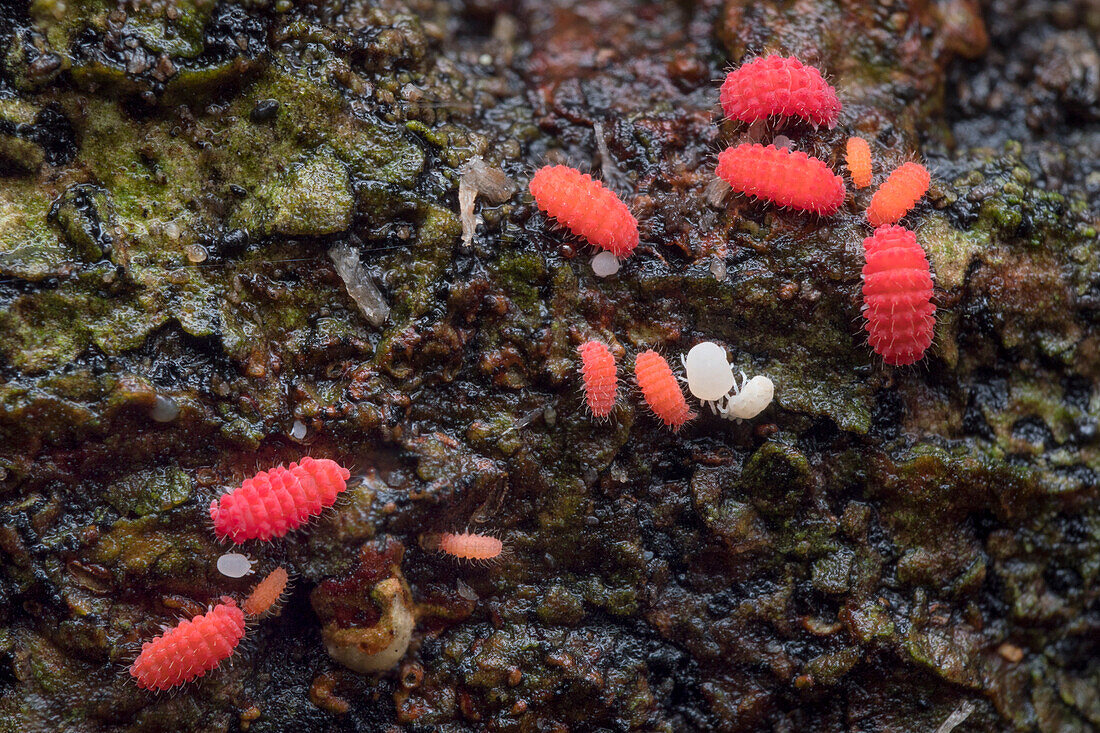 Short-legged springtails and mites