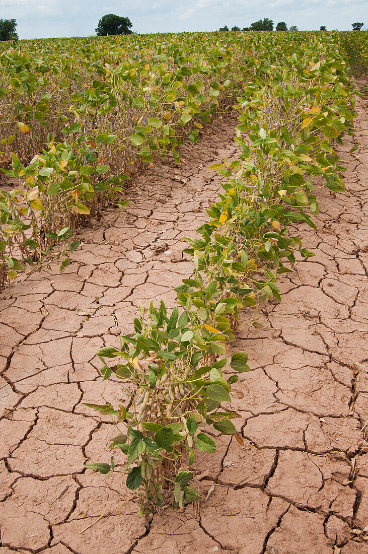 Drought affecting soybeans (Glycine max), Texas, USA, 2013