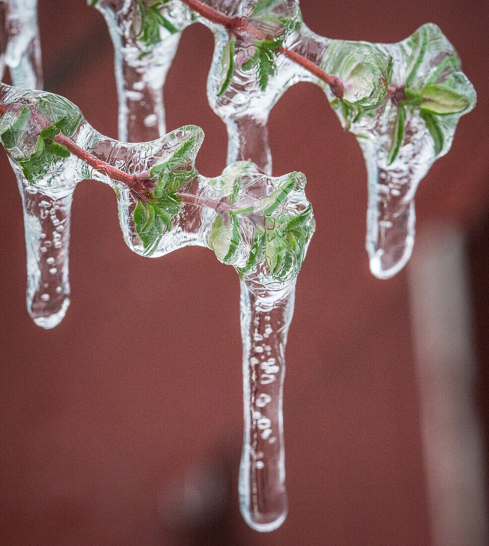 Thyme (Thymus sp.) plant encased in ice