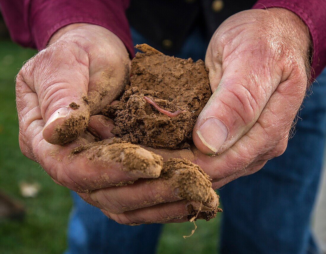 Healthy farm soil containing worm