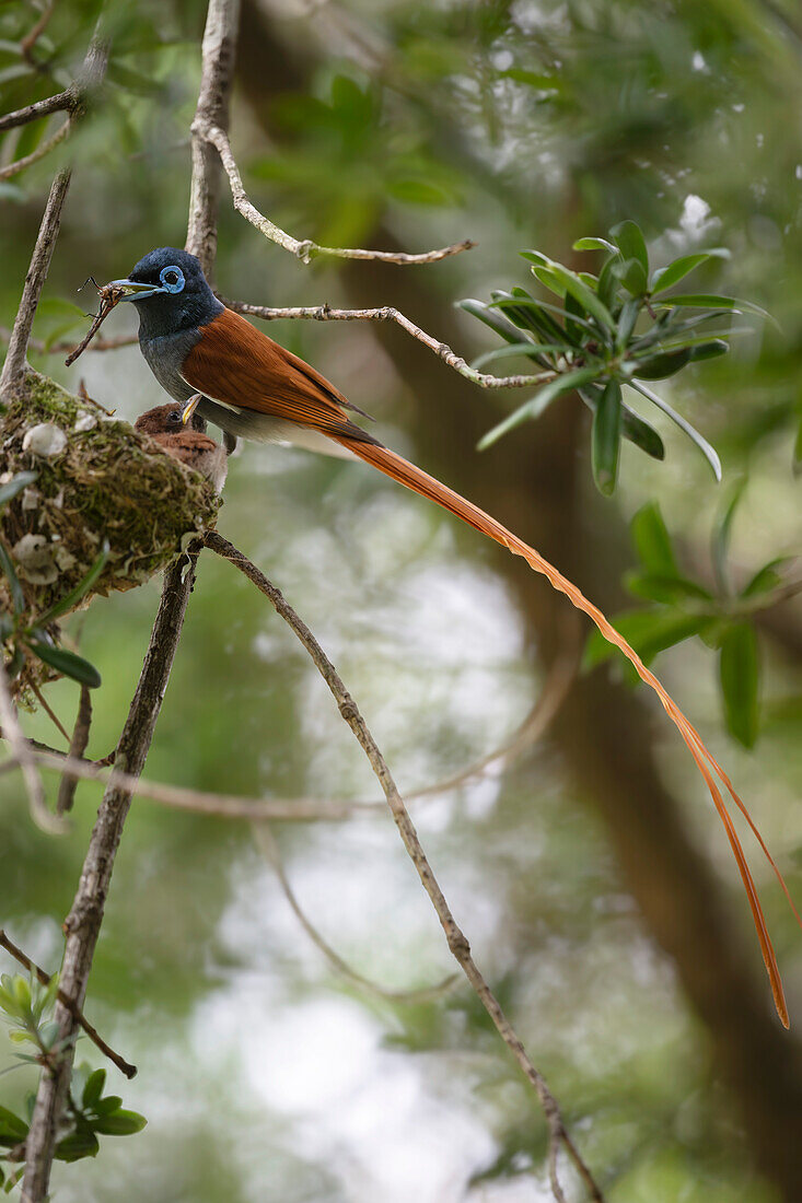 Male African paradise flycatcher feeding chicks at the nest