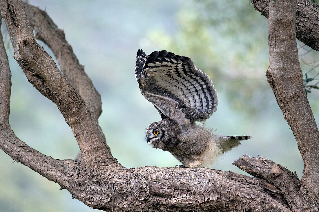 Spotted eagle owl fledgeling stretching wings