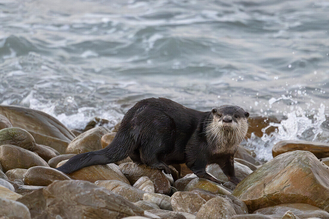 Cape clawless otter