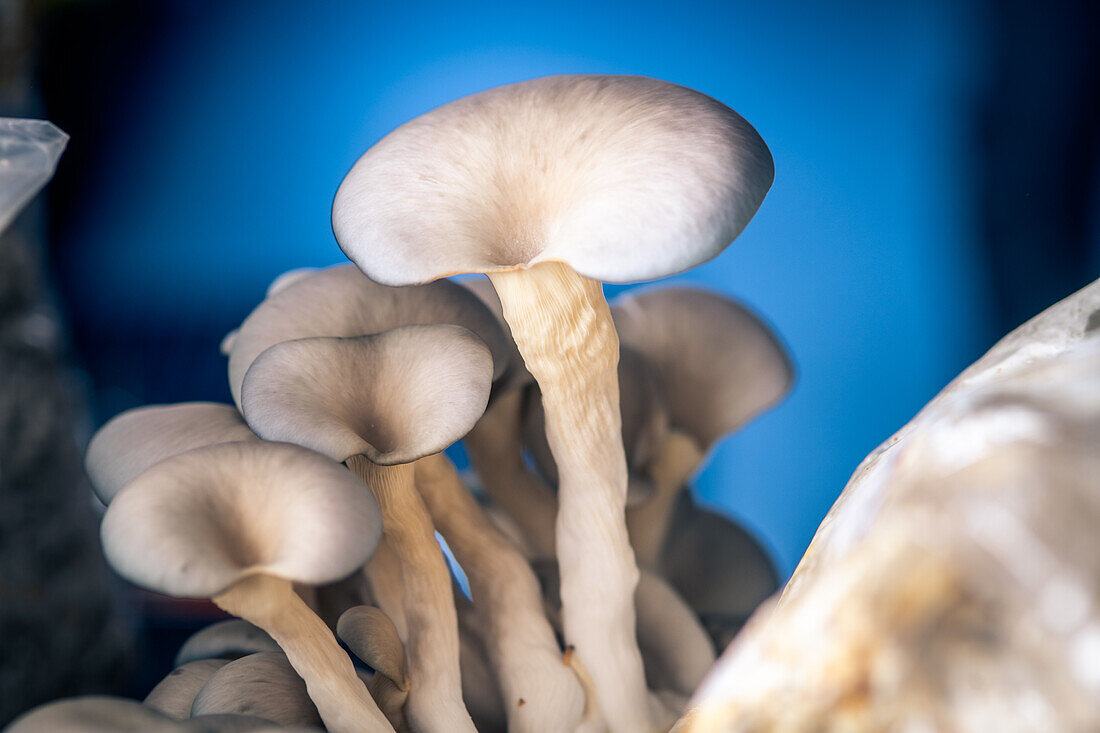 Edible mushrooms