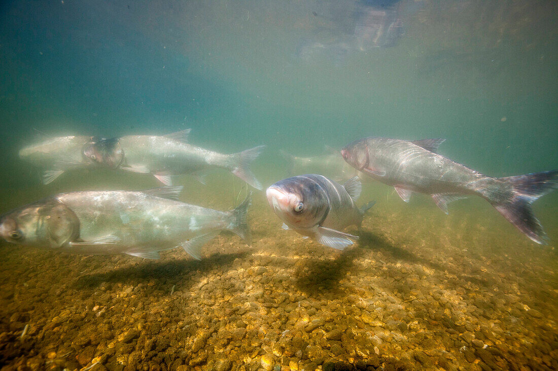 Invasive silver carp swimming in river, USA