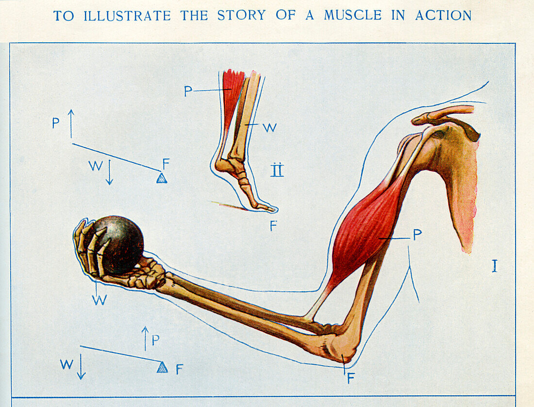 Muscle in action, illustration