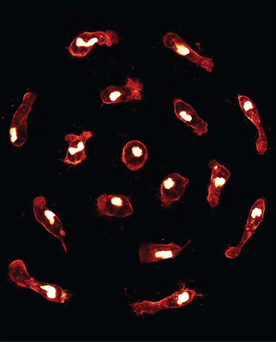 Macrophages, confocal light micrograph