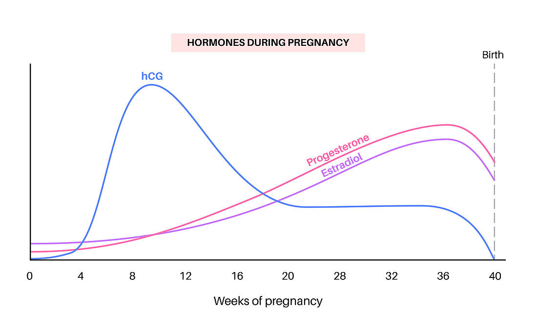 Hormones in pregnancy, illustration