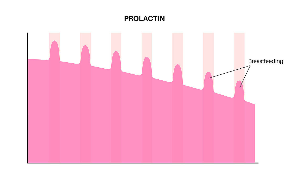 Prolactin levels postpartum, illustration
