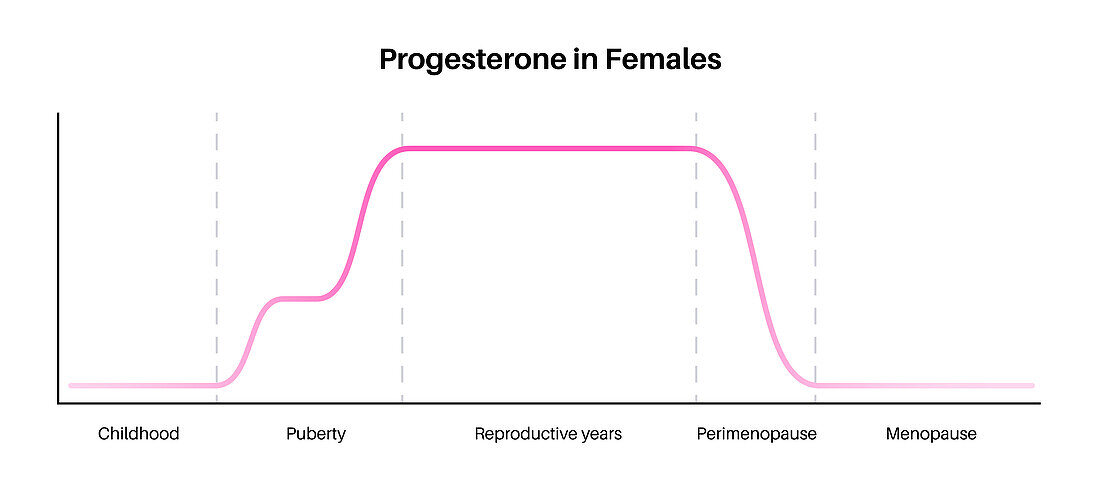 Female progesterone hormone lifecycle, illustration