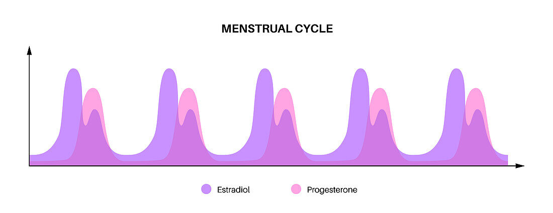Hormones during menstrual, illustration