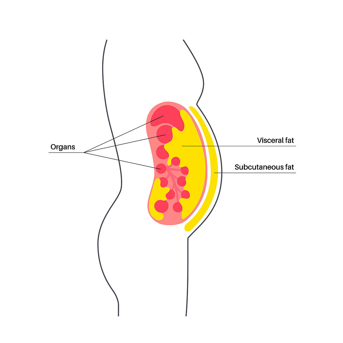 Visceral fat diagram, illustration