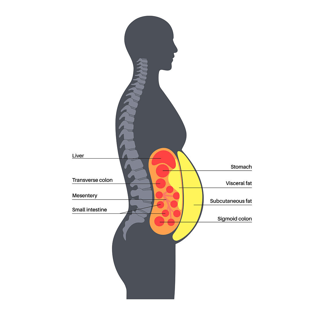 Visceral fat diagram, illustration