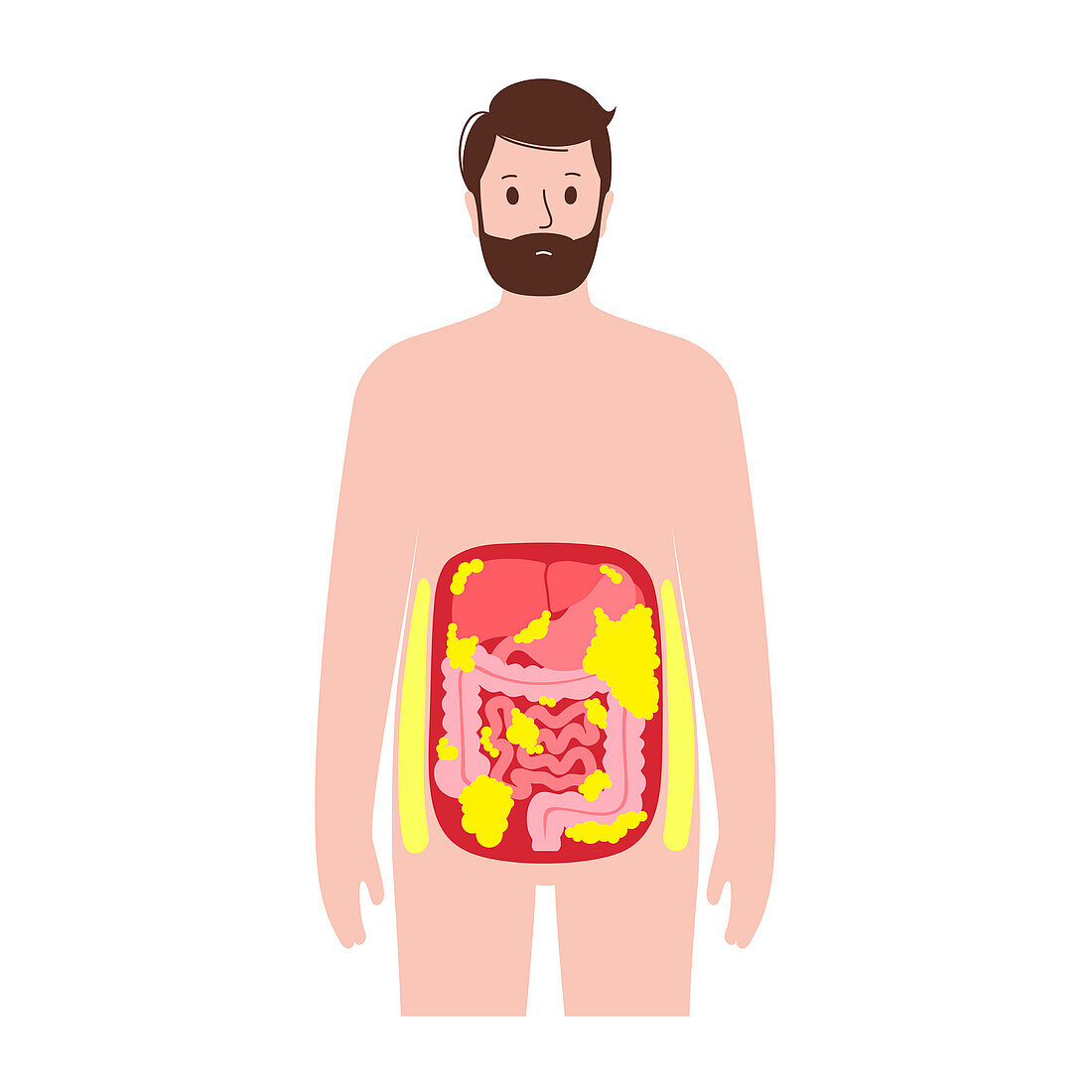 Visceral fat diagram, illustration