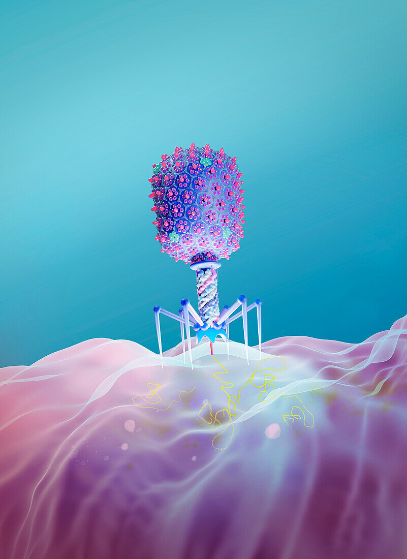 T4 bacteriophage infecting E. coli bacterium, illustration