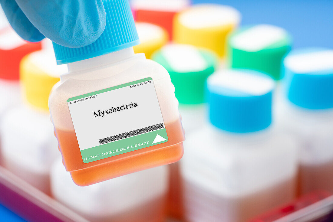 Myxobacteria bacteria, conceptual image