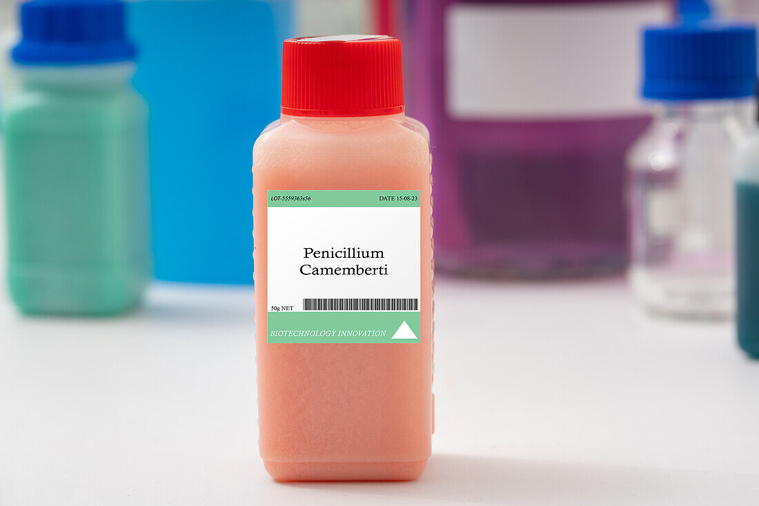 Penicillium camemberti mould, conceptual image
