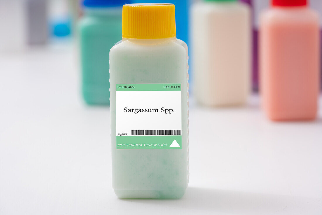 Sargassum spp. microalgae, conceptual image