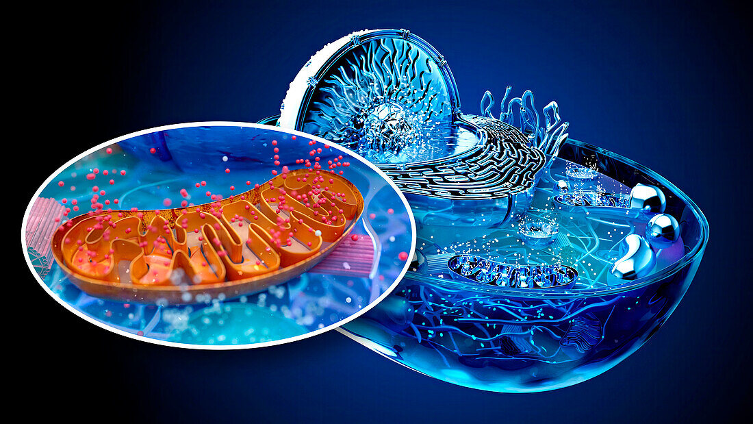 Mitochondrion, illustration